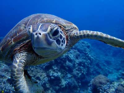 ウミガメの顔正面を水中で撮影